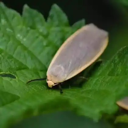 Foto von Bleigraues Gelbsaumflechtenbärchen (Eilema griseola)