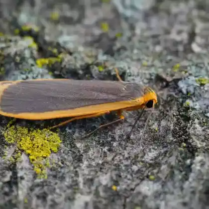 Foto von Grauleib-Flechtenbärchen (Eilema lurideola)