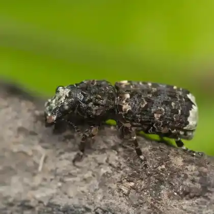 Foto von  (Platyrhinus resinosus)