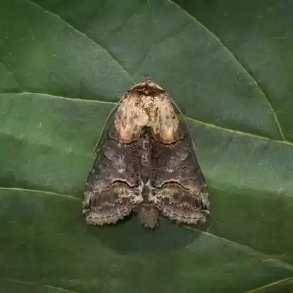 Foto von Dunkelgraue Nessel-Höckereule (Abrostola triplasia)
