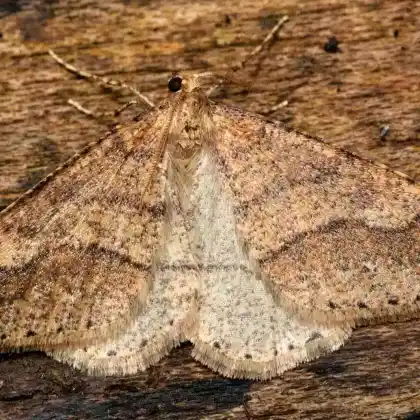 Foto von Graugelber Breitflügelspanner (Agriopis marginaria)