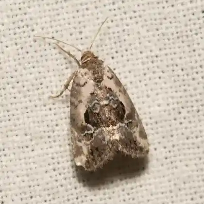 Foto von Marmoriertes Gebüscheulchen (Elaphria venustula)