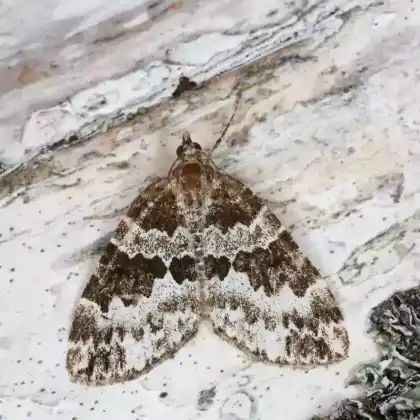 Foto von Linden-Blattspanner (Electrophaes corylata)