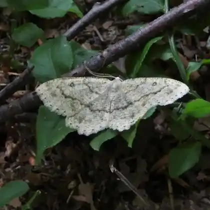 Foto von Felskräuterwald-Steinspanner (Elophos dilucidaria)