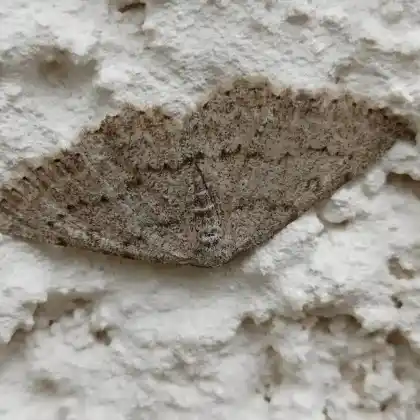 Foto von Gelber Alpen-Steinspanner (Elophos serotinaria)