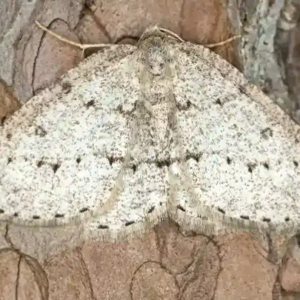 Foto von Moorbergwald-Steinspanner (Elophos vittaria)
