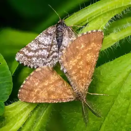 Foto von Brauner Heidekrautspanner (Ematurga atomaria)