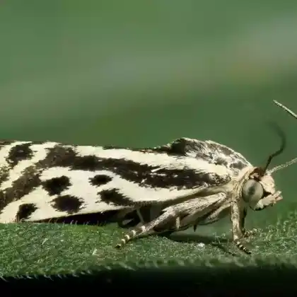 Foto von Ackerwinden-Motteneulchen (Emmelia trabealis)
