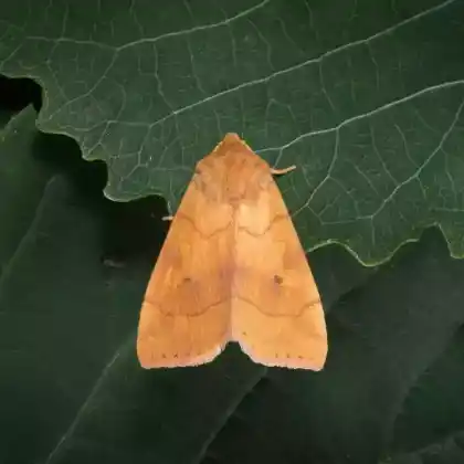 Foto von Gelbe Pappelhain-Blatteule (Enargia paleacea)