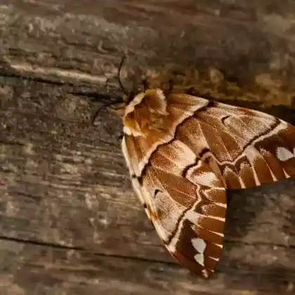 Foto von Birkenspinner (Endromis versicolora)