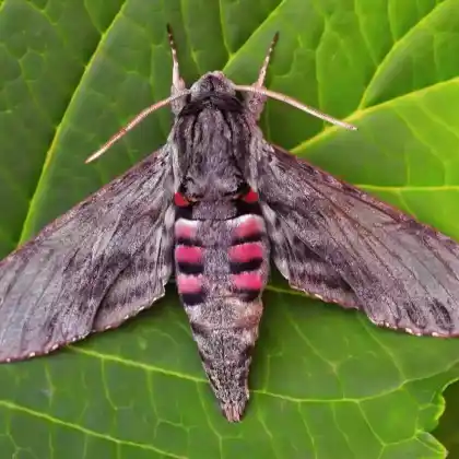 Foto von Windenschwärmer (Agrius convolvuli)