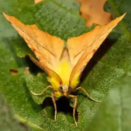 Foto von Erlen-Zackenrandspanner (Ennomos alniaria)