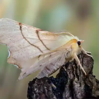 Foto von Birken-Zackenrandspanner (Ennomos erosaria)