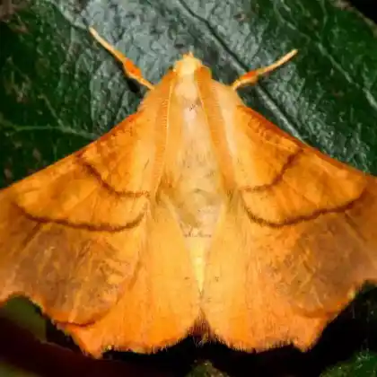 Foto von Eschen-Zackenrandspanner (Ennomos fuscantaria)