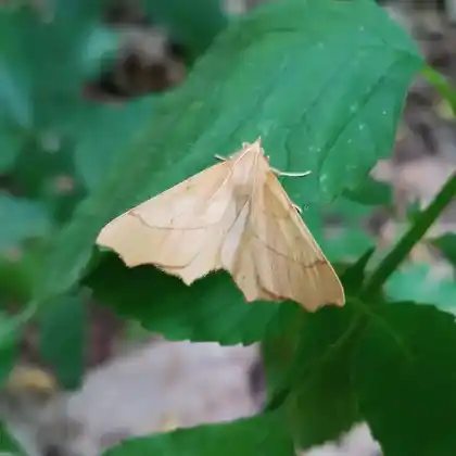 Foto von Eichen-Zackenrandspanner (Ennomos quercinaria)