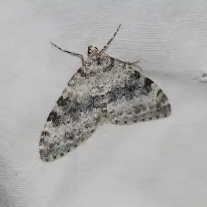 Foto von Blaugrauer Alpen-Blattspanner (Entephria cyanata)