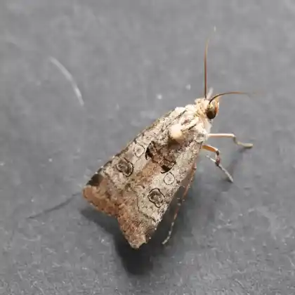 Foto von Trockenrasenbusch-Bandeule (Epilecta linogrisea)