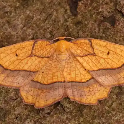 Foto von Weiden-Saumbandspanner (Epione repandaria)