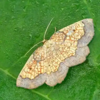 Foto von Espen-Saumbandspanner (Epione vespertaria)