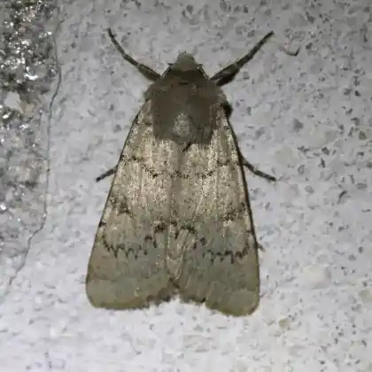 Foto von Geröllhalden-Erdeule (Epipsilia grisescens)