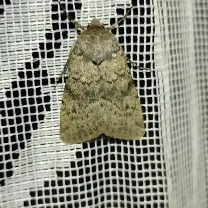 Foto von Dunkle Felsrasen-Erdeule (Epipsilia latens)