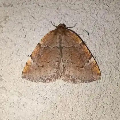 Foto von Bunter Espen-Frühlingsspanner (Epirranthis diversata)