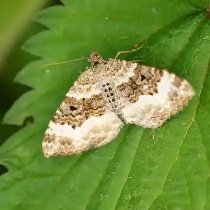 Foto von Graubinden Labkrautspanner (Epirrhoe alternata)