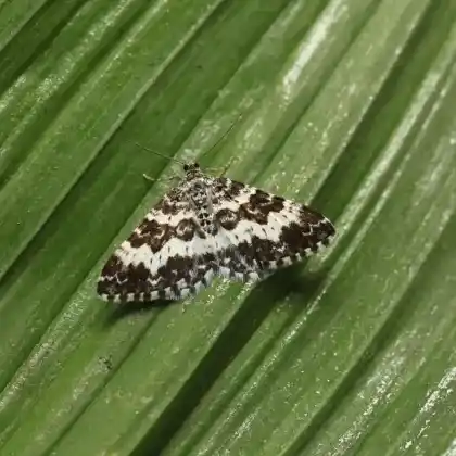 Foto von Schwarzweißgebänderter Labkraut-Blattspanner (Epirrhoe hastulata)