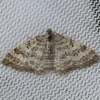 Foto von Graubrauner Labkraut-Blattspanner (Epirrhoe molluginata)