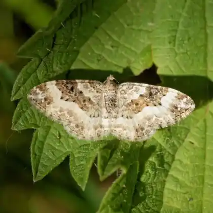 Foto von Gebüschrain-Labkraut-Blattspanner (Epirrhoe rivata)