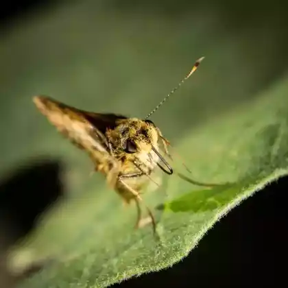 Foto von Schwarzweißer Labkraut-Blattspanner (Epirrhoe tristata)