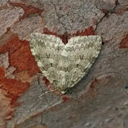 Foto von Grauer Rotbuchen-Herbstspanner (Epirrita christyi)