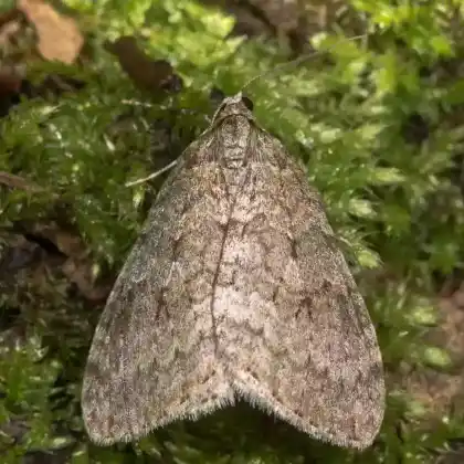 Foto von Bräunlicher Laubholz-Herbstspanner (Epirrita dilutata)