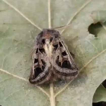 Foto von Graslilieneule (Episema glaucina)