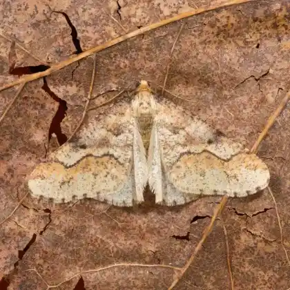 Foto von Großer Frostspanner (Erannis defoliaria)