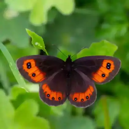 Foto von Graubindiger Mohrenfalter (Erebia aethiops)