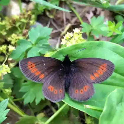 Foto von Knochs Mohrenfalter (Erebia epiphron)