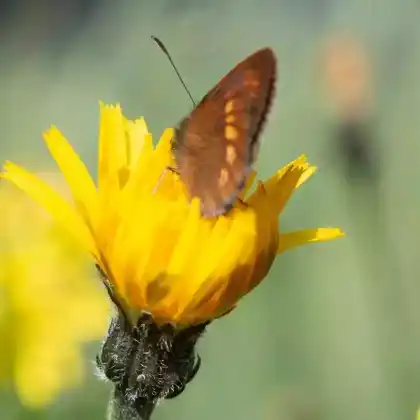 Foto von Ähnlicher Mohrenfalter (Erebia eriphyle)