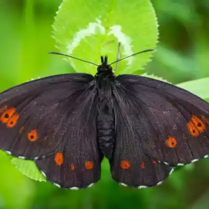 Foto von Weißbindiger Bergwald-Mohrenfalter (Erebia euryale)