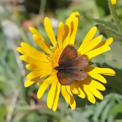 Foto von Seidenglanz-Mohrenfalter (Erebia gorge)