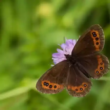 Foto von Weißbindiger Mohrenfalter (Erebia ligea)