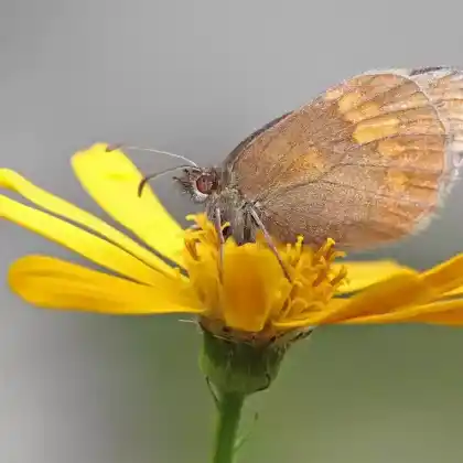 Foto von Gelbgefleckter Mohrenfalter (Erebia manto)
