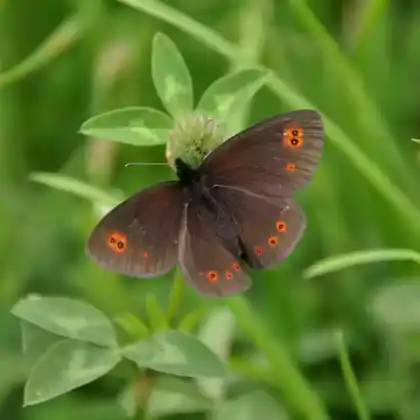 Foto von Früher Mohrenfalter (Erebia medusa)