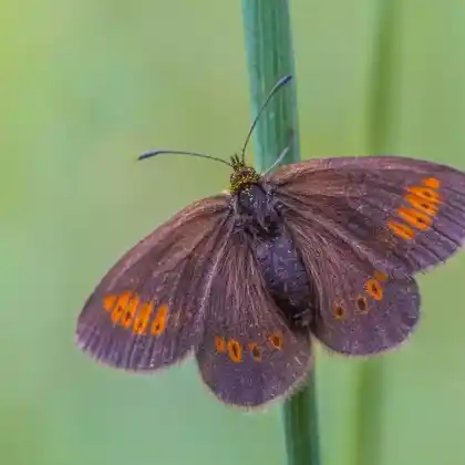 Foto von Kleiner Mohrenfalter (Erebia melampus)