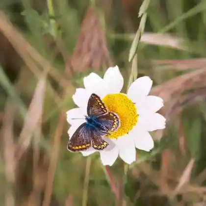 Foto von Gelbbindiger Mohrenfalter (Erebia meolans)