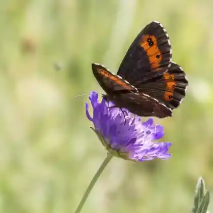 Foto von Doppelaugen-Mohrenfalter (Erebia oeme)