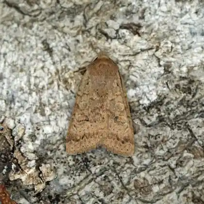 Foto von Ockerbraune Herbsteule (Agrochola laevis)