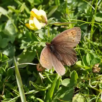 Foto von Graubrauner Mohrenfalter (Erebia pandrose)