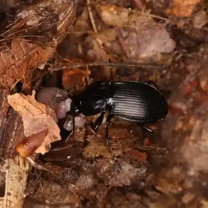 Foto von  (Abax carinatus)