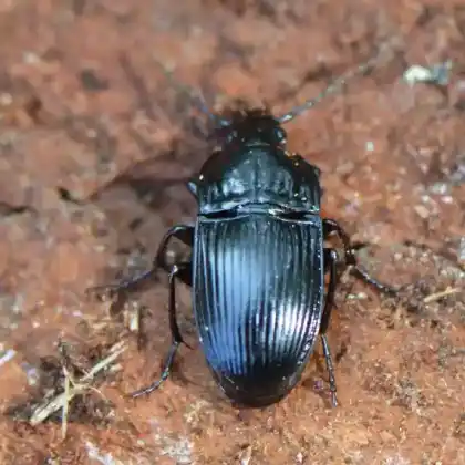 Foto von Ovaler Breitkäfer (Abax ovalis)